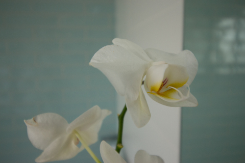 IMG_0171-480x320 Flowers in classic bathroom